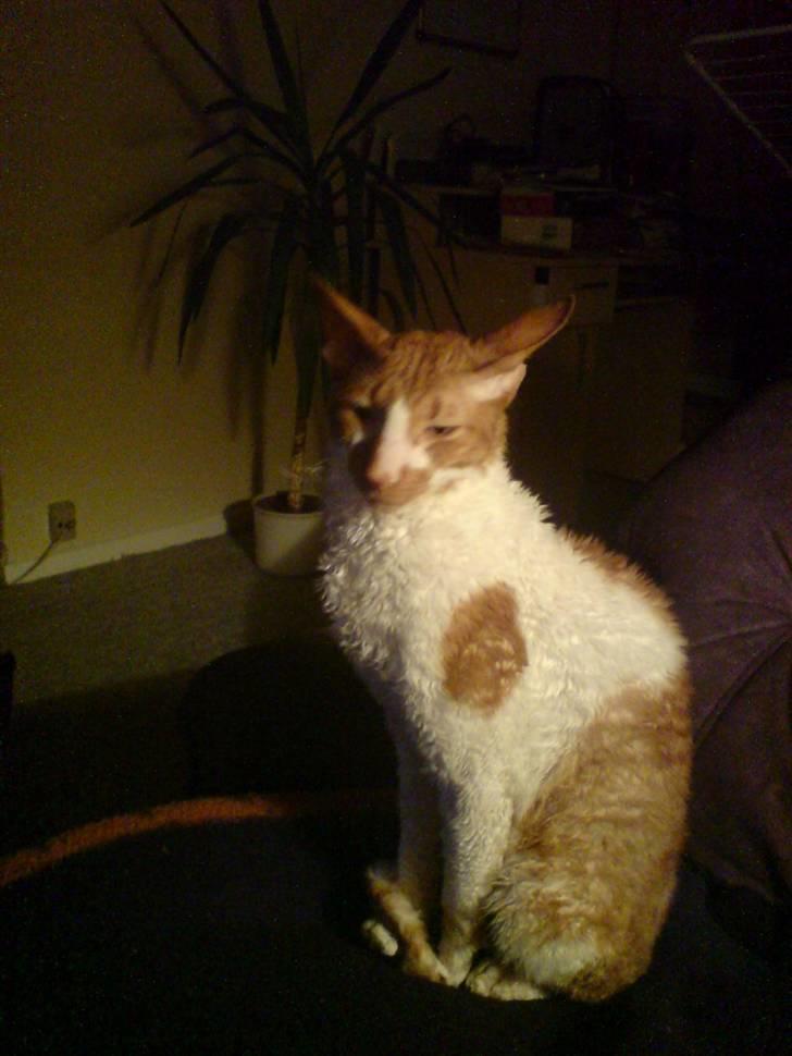 Cornish Rex S*s Charolais Årnst - Velkommen til S*Charolais Årnst´s profil. billede 1