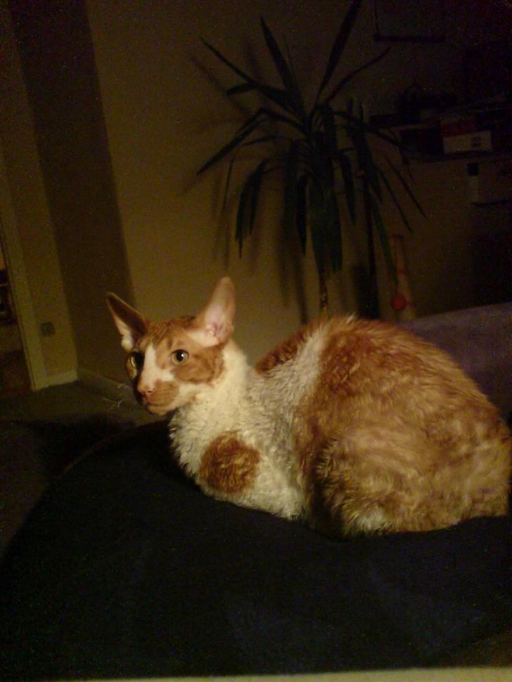 Cornish Rex S*s Charolais Årnst - Arnie, der holder skansen. billede 2