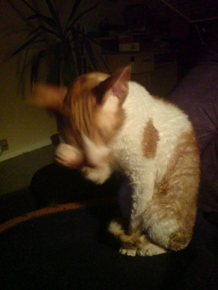 Cornish Rex S*s Charolais Årnst - En lille vasketur. billede 3