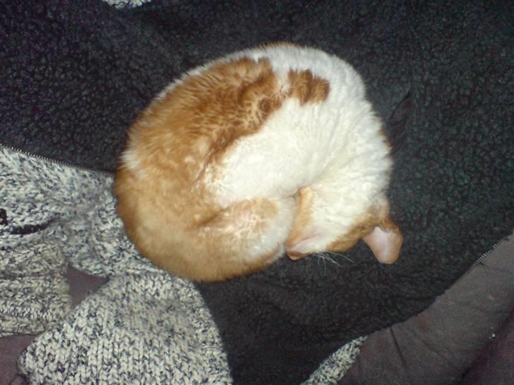 Cornish Rex S*s Charolais Årnst - Arnie som bold. billede 4