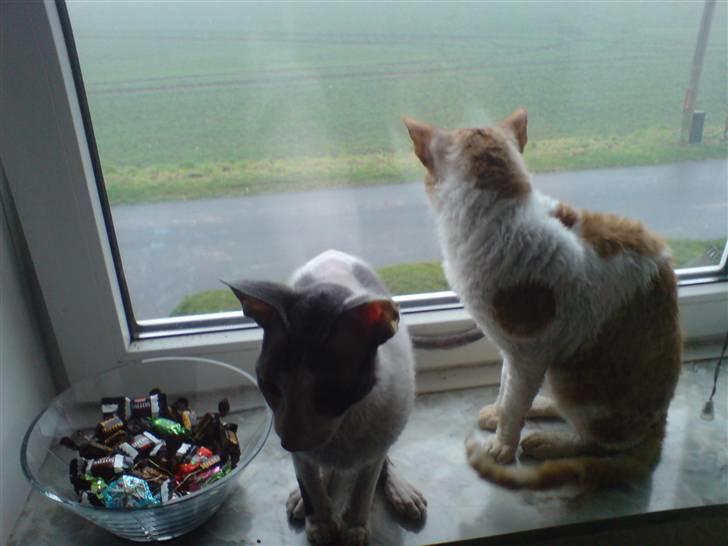 Cornish Rex S*s Charolais Årnst - Arnie og Monty i vindueskarmen. Arnie kan bruge en del tid på at studere liet udenfor - glæder sig nok til at komme ud igen. billede 5