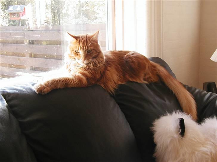 Maine Coon Piet billede 1