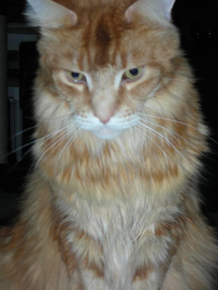 Maine Coon Piet billede 3