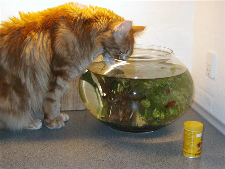 Maine Coon Piet billede 4