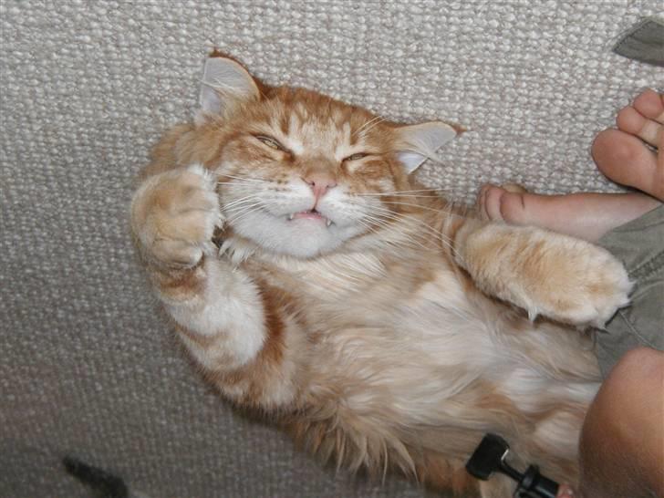 Maine Coon Piet billede 5