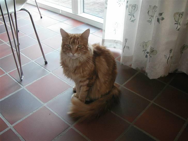 Maine Coon Piet billede 6