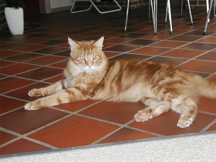 Maine Coon Piet billede 7