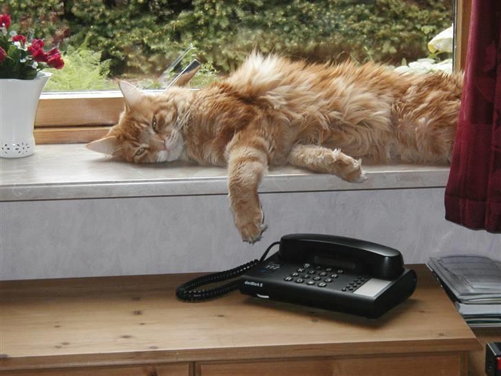 Maine Coon Piet billede 8