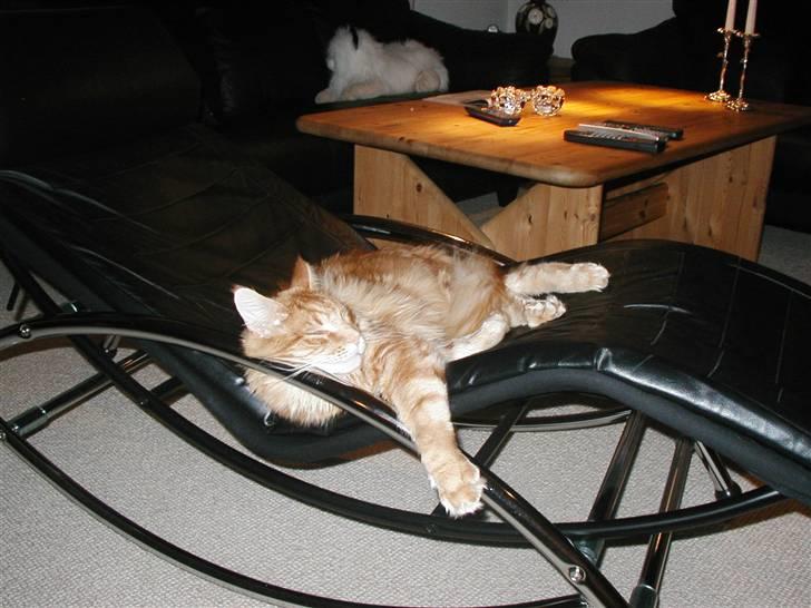 Maine Coon Piet billede 9