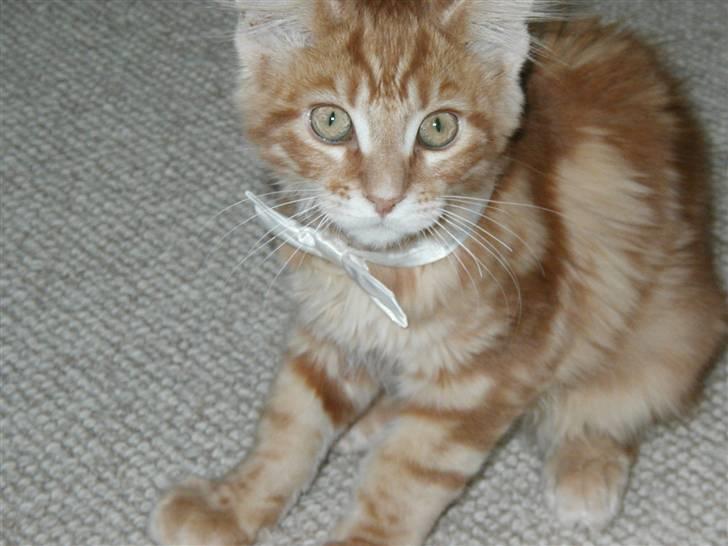 Maine Coon Piet billede 10