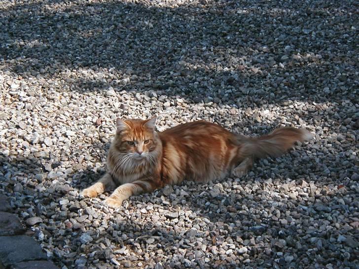 Maine Coon Piet billede 11