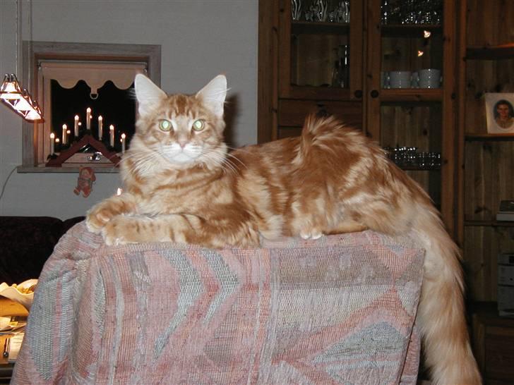 Maine Coon Piet billede 12