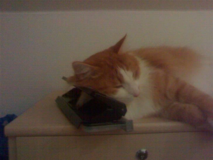 Blanding af racer Bandit - Intet som en god lur på kontoret.. billede 10