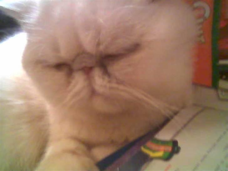 Blanding af racer Polka  billede 7