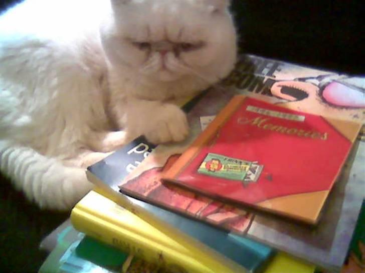 Blanding af racer Polka  - bogormen polka billede 8