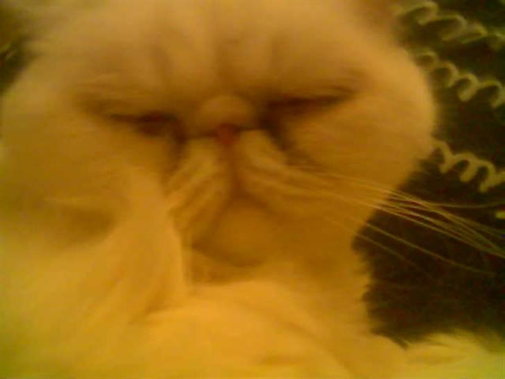 Blanding af racer Polka  - forbandede tømmermænd billede 9