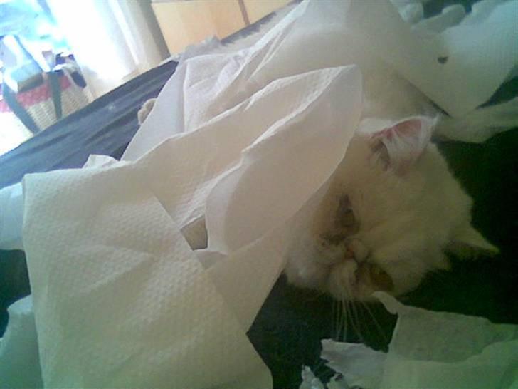 Blanding af racer Polka  billede 10