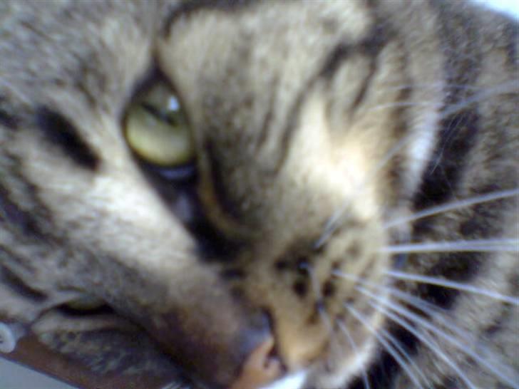 Huskat Pivert billede 1