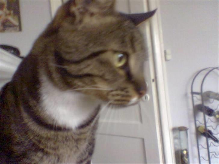 Huskat Pivert billede 2