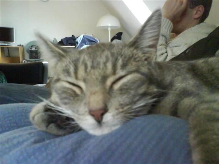 Huskat Clea billede 1