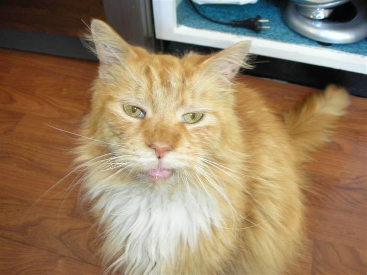 Maine Coon Bongo billede 1