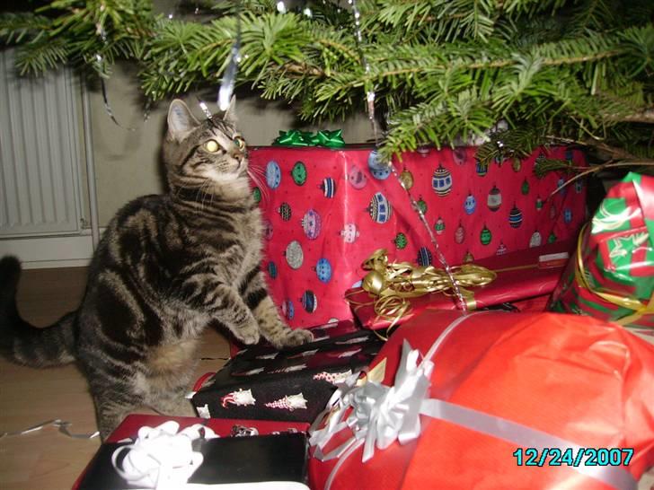 Huskat Hermione R.I.P min pige - 24/12-07 - Hermione går alle gaverne igennem for at finde hendes gaver billede 11