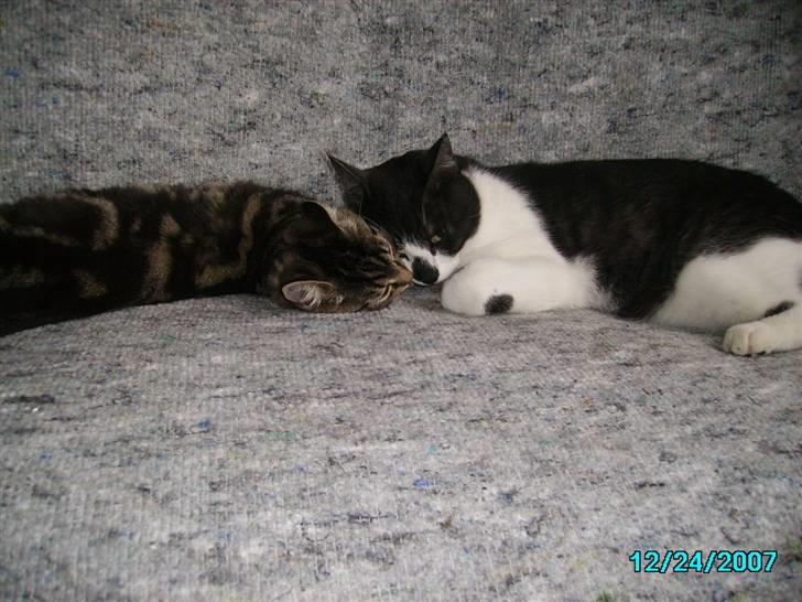 Huskat Hermione R.I.P min pige - Så skal der slappes af med Herman. Det er hårdt at pøle billede 12