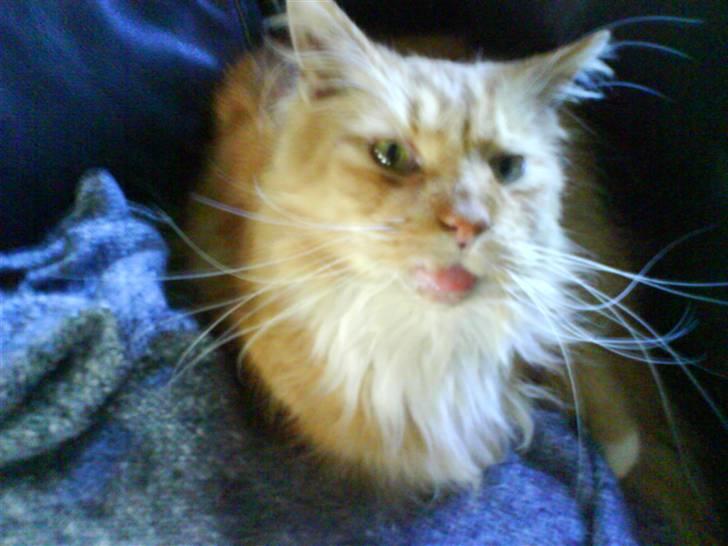 Maine Coon Bongo billede 2