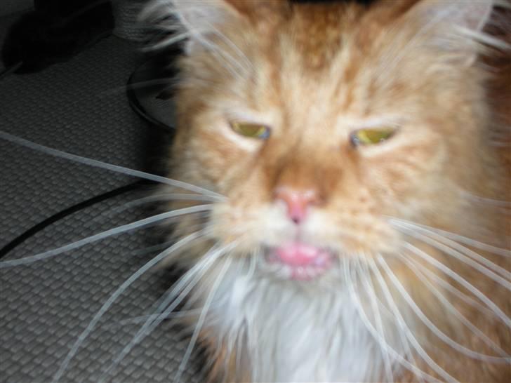 Maine Coon Bongo billede 3