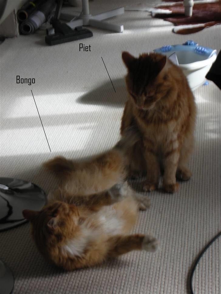 Maine Coon Bongo billede 4