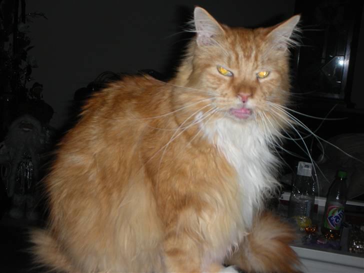 Maine Coon Bongo billede 5
