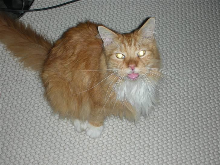 Maine Coon Bongo billede 6