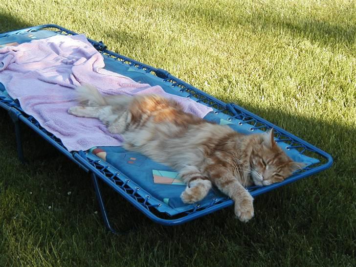 Maine Coon Piet billede 13