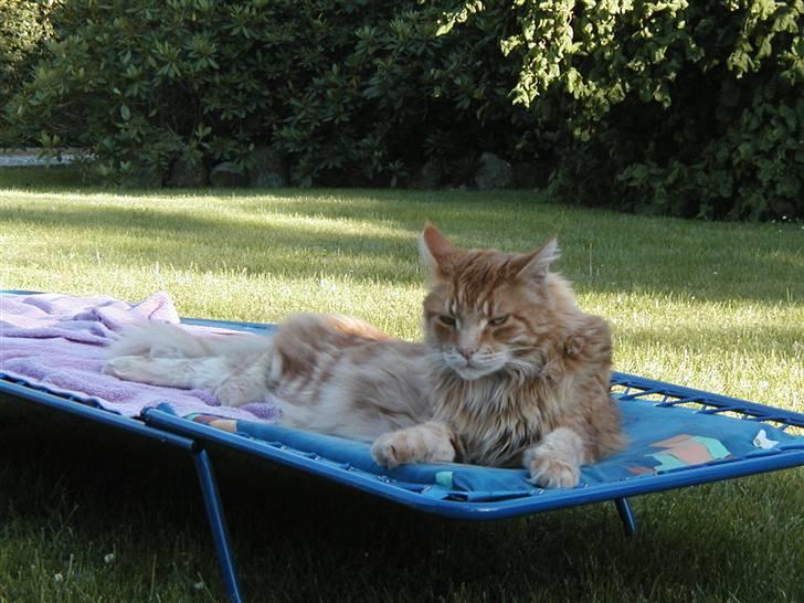 Maine Coon Piet billede 14