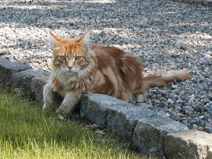 Maine Coon Piet billede 15