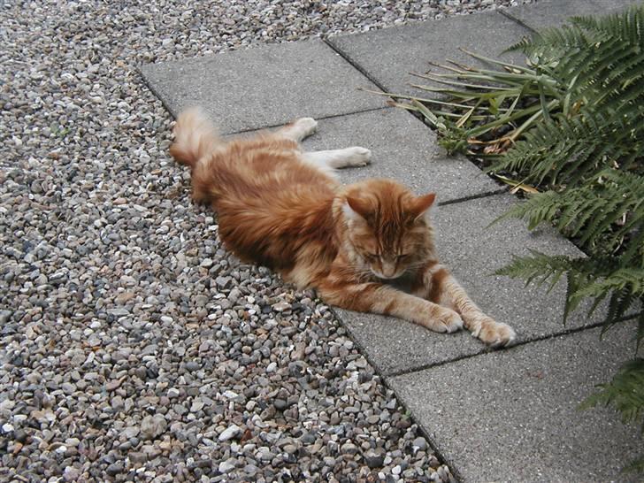 Maine Coon Piet billede 16