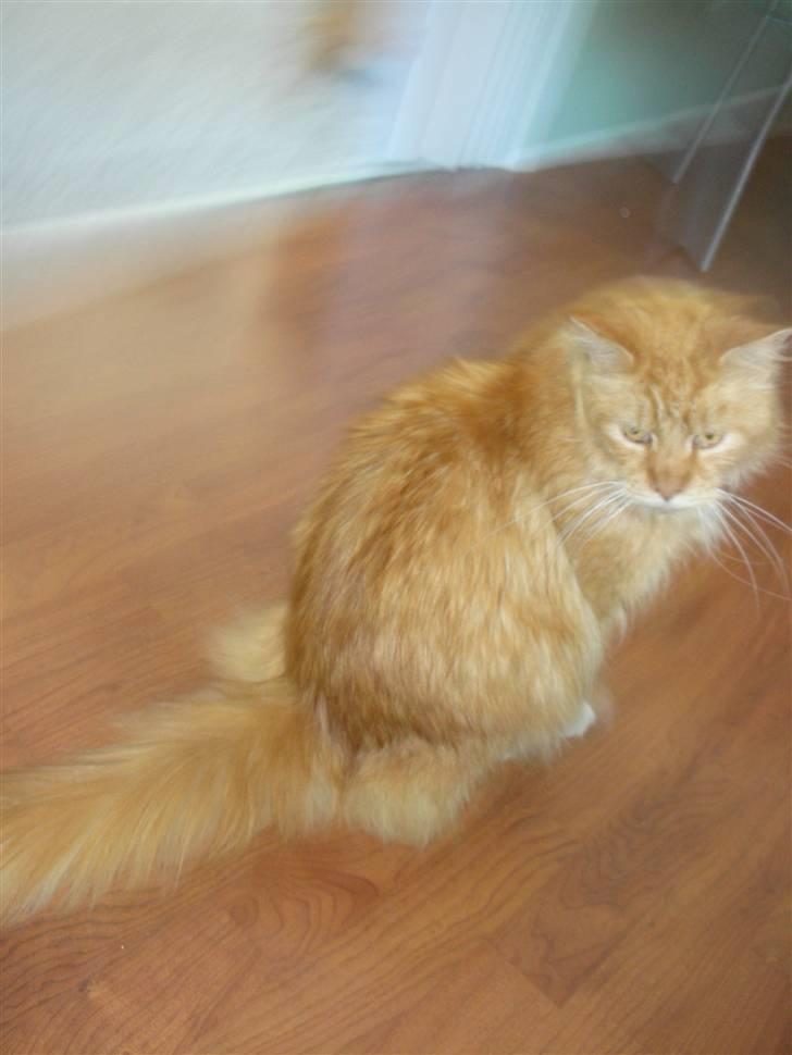 Maine Coon Bongo billede 7