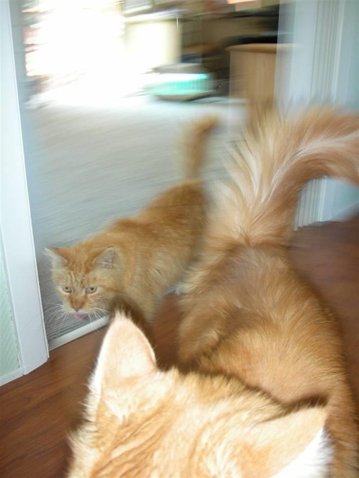 Maine Coon Bongo billede 8