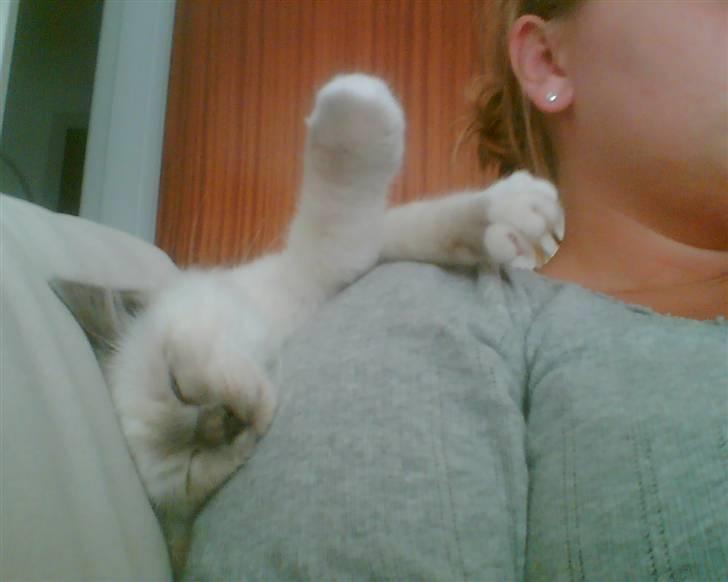 Hellig Birma Suka´s Nimbus Arvic - Den første lur i sit nye hjem. 15 uger gammel billede 1