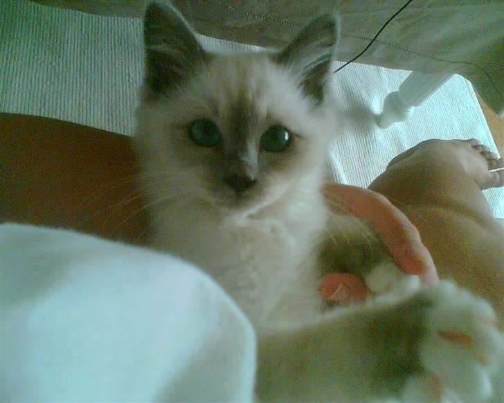 Hellig Birma Suka´s Nimbus Arvic - En af de første dage i hans nye hjem - så kær billede 2