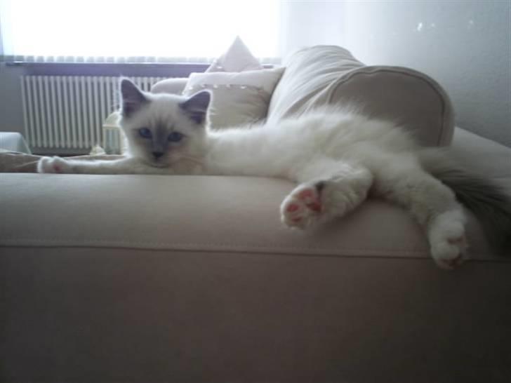 Hellig Birma Suka´s Nimbus Arvic - Hans yndlingsplads. billede 3