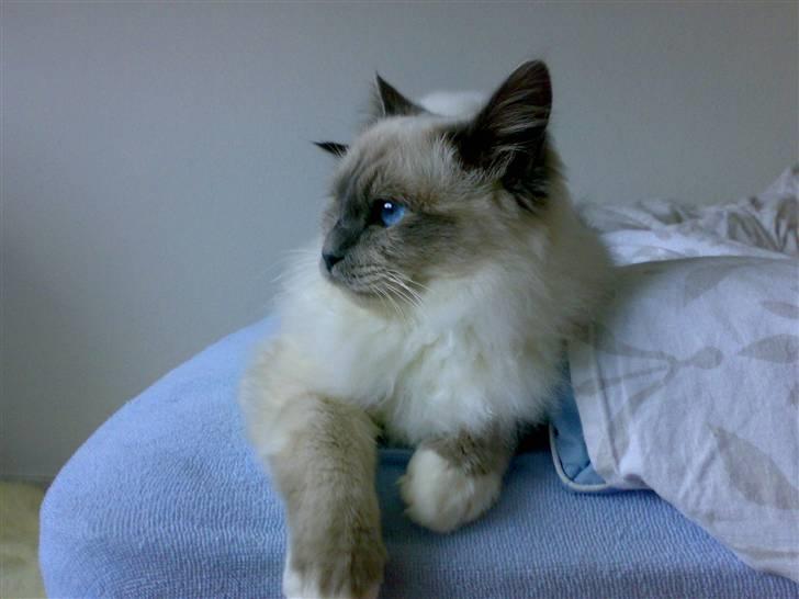 Hellig Birma Suka´s Nimbus Arvic - Sikke nogen øjne billede 4