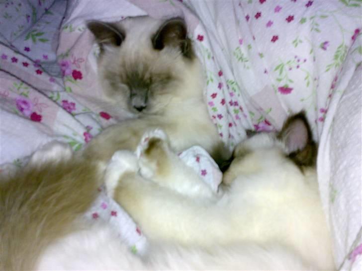 Hellig Birma Suka´s Nimbus Arvic billede 6