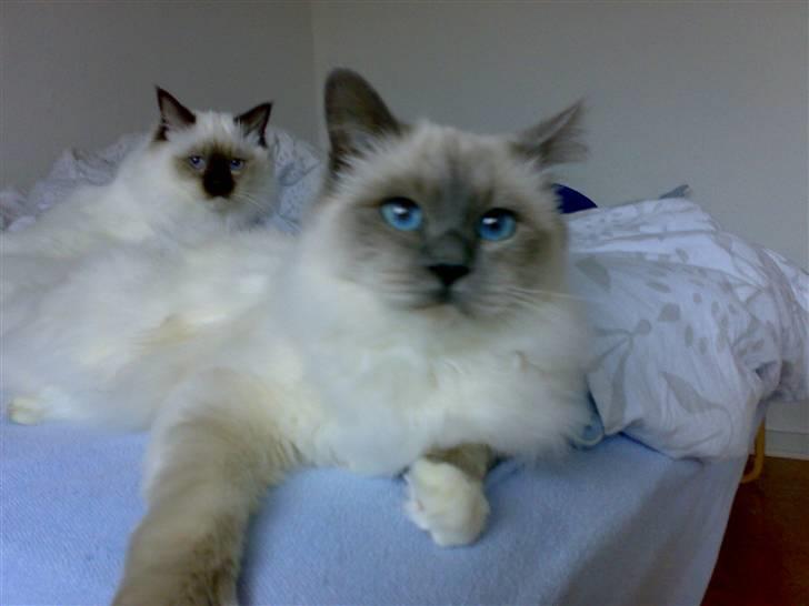 Hellig Birma Suka´s Nimbus Arvic billede 7