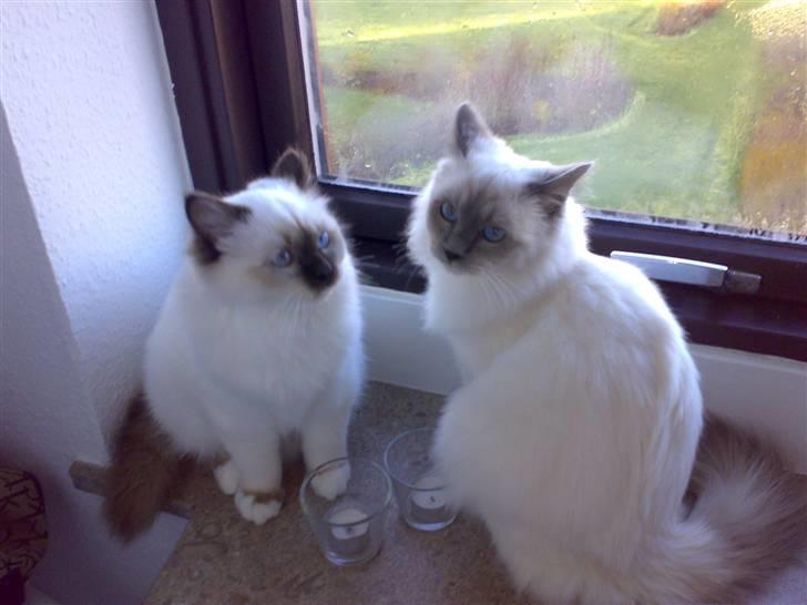 Hellig Birma Suka´s Nimbus Arvic billede 8