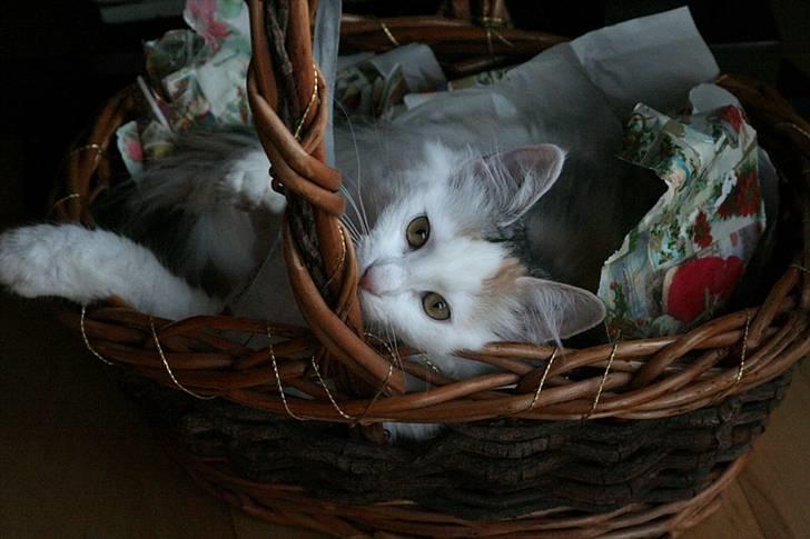 Norsk Skovkat Abi - Abi - lige knap 5 mdr. billede 5