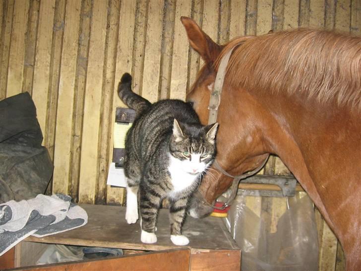 Blanding af racer Fede Mis R.I.P. - Oliver og fede mis nusser <3 billede 17