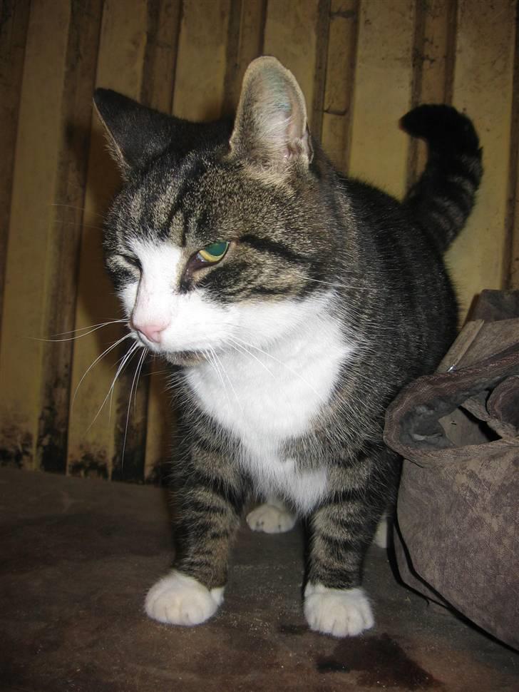 Blanding af racer Fede Mis R.I.P. - Fedemis står oven på Pebbles skab :) billede 19