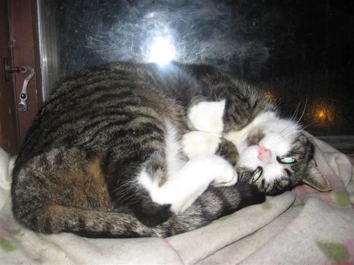 Blanding af racer Fede Mis R.I.P. - Fede som ligger og venter på at blive aet på maven :P billede 20