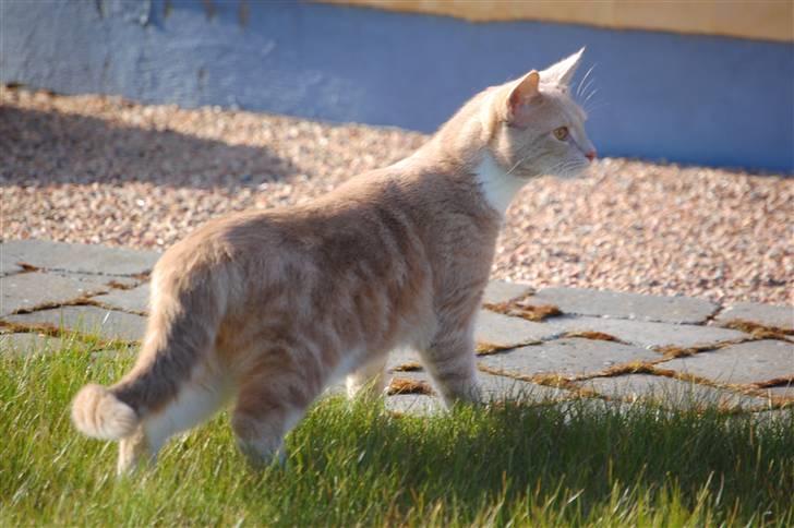 Blanding af racer Luka billede 11